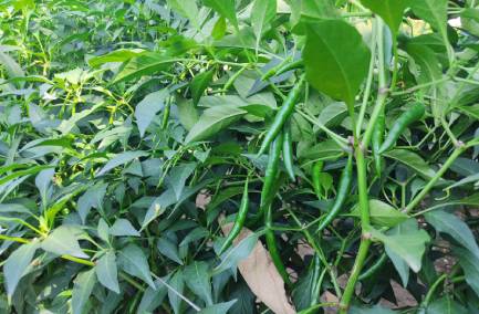 G4 Green Chilli
